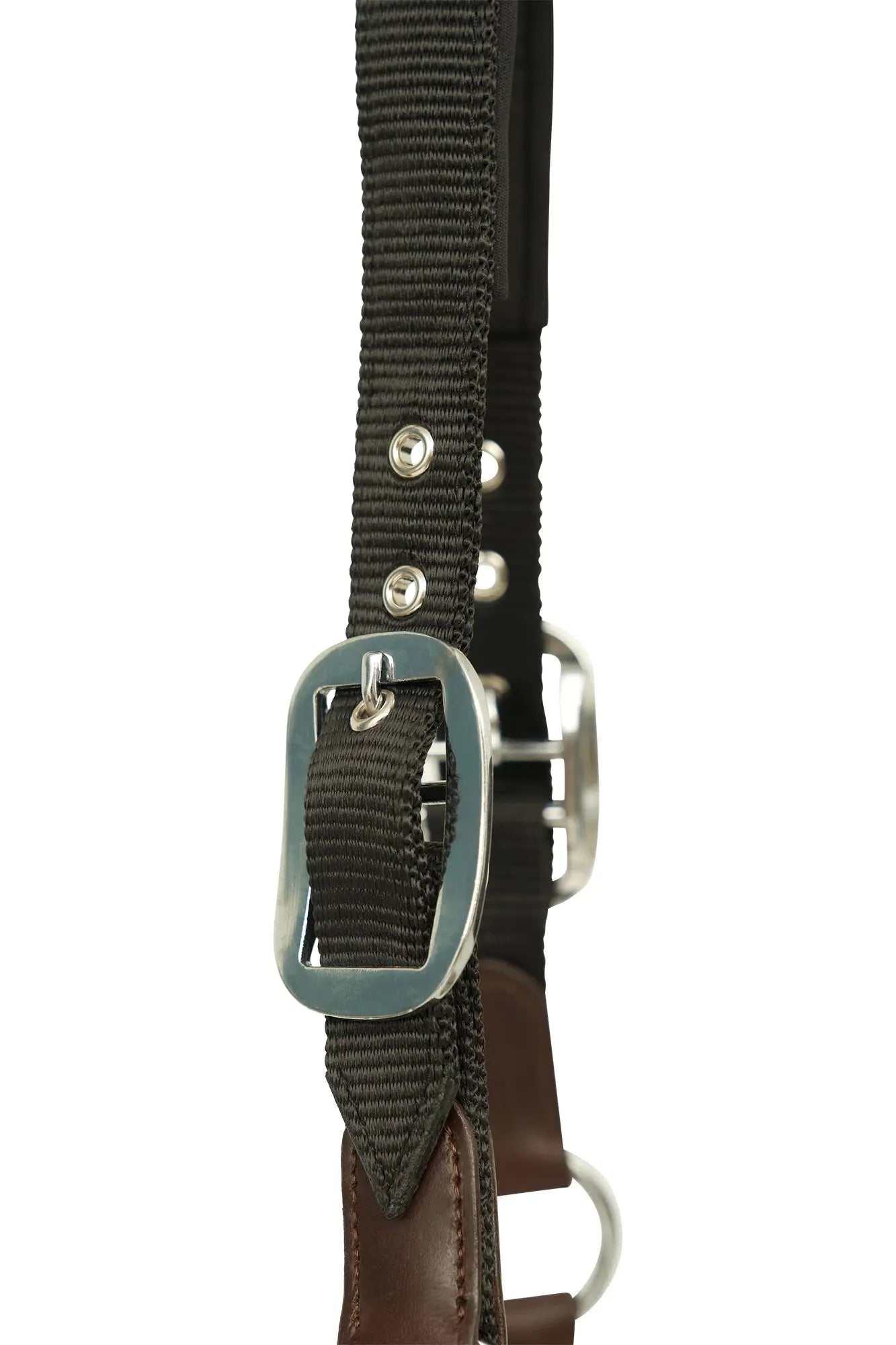 Dog collar with metal buckle on a white background