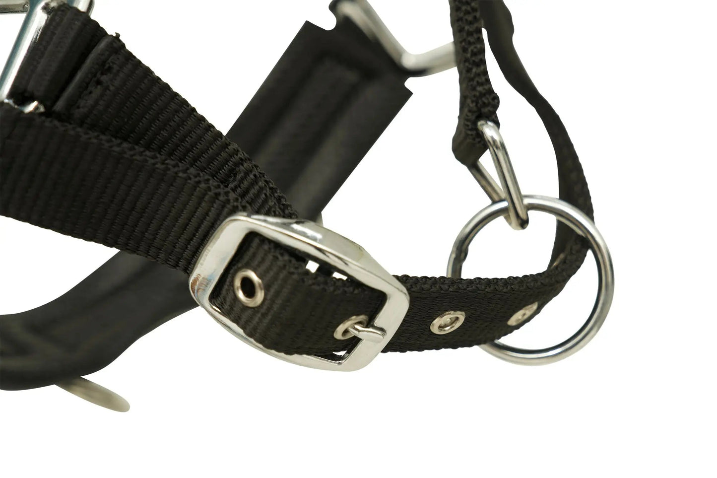 Black leather harness with metal buckle on a white background