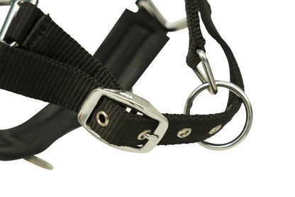 Black leather harness with metal buckle on a white background