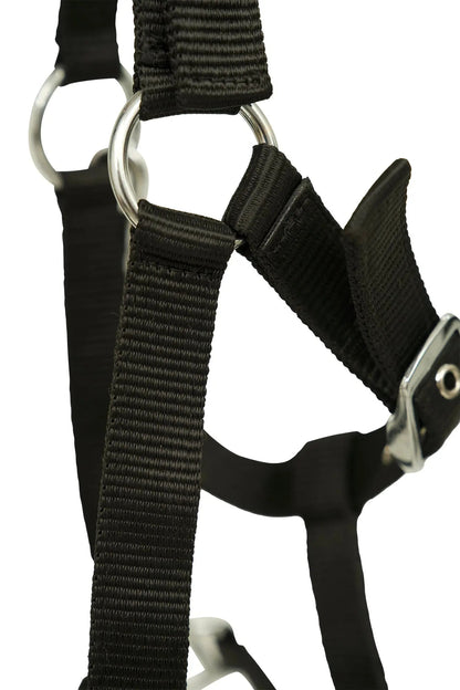 Close-up of a black harness with metal rings on a white background