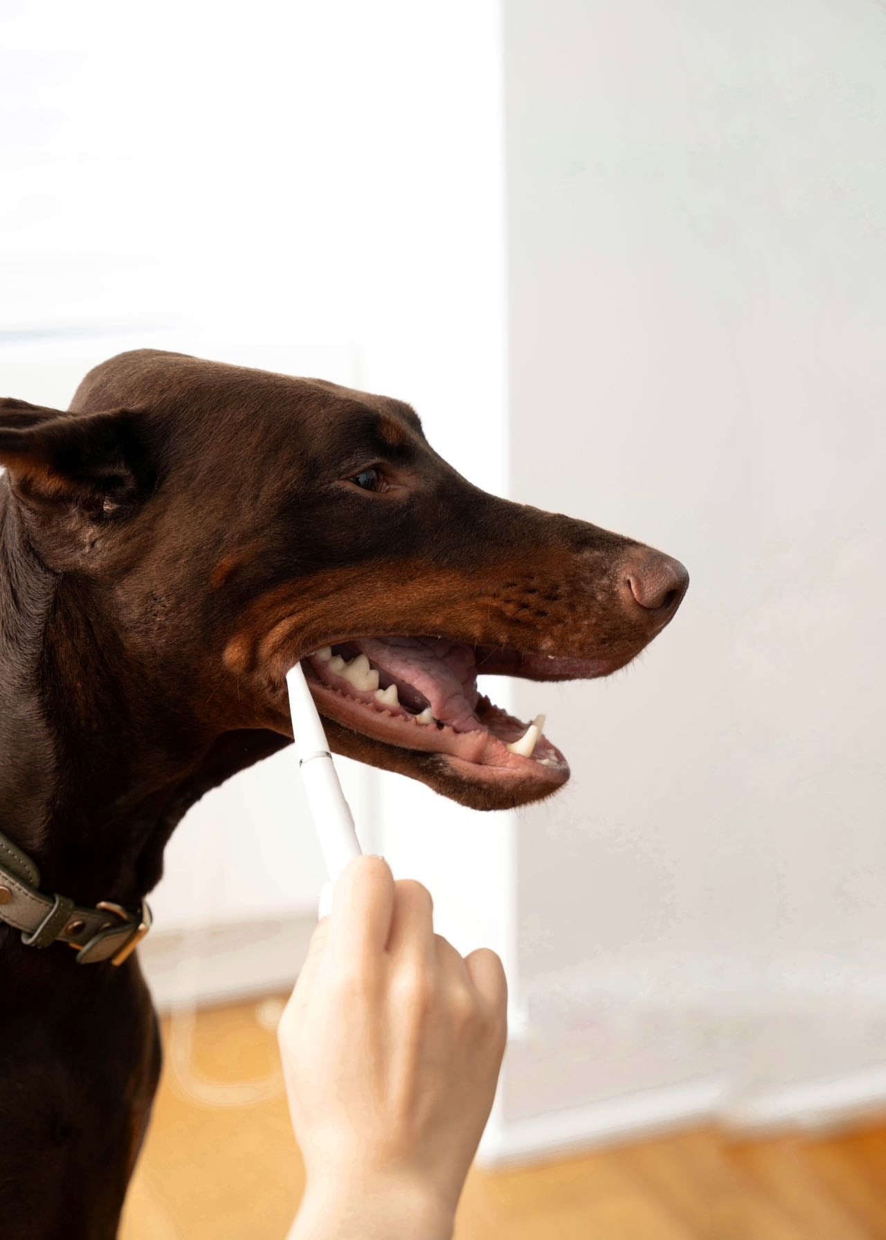 Dog being examined with a stethoscope by a person indoors.