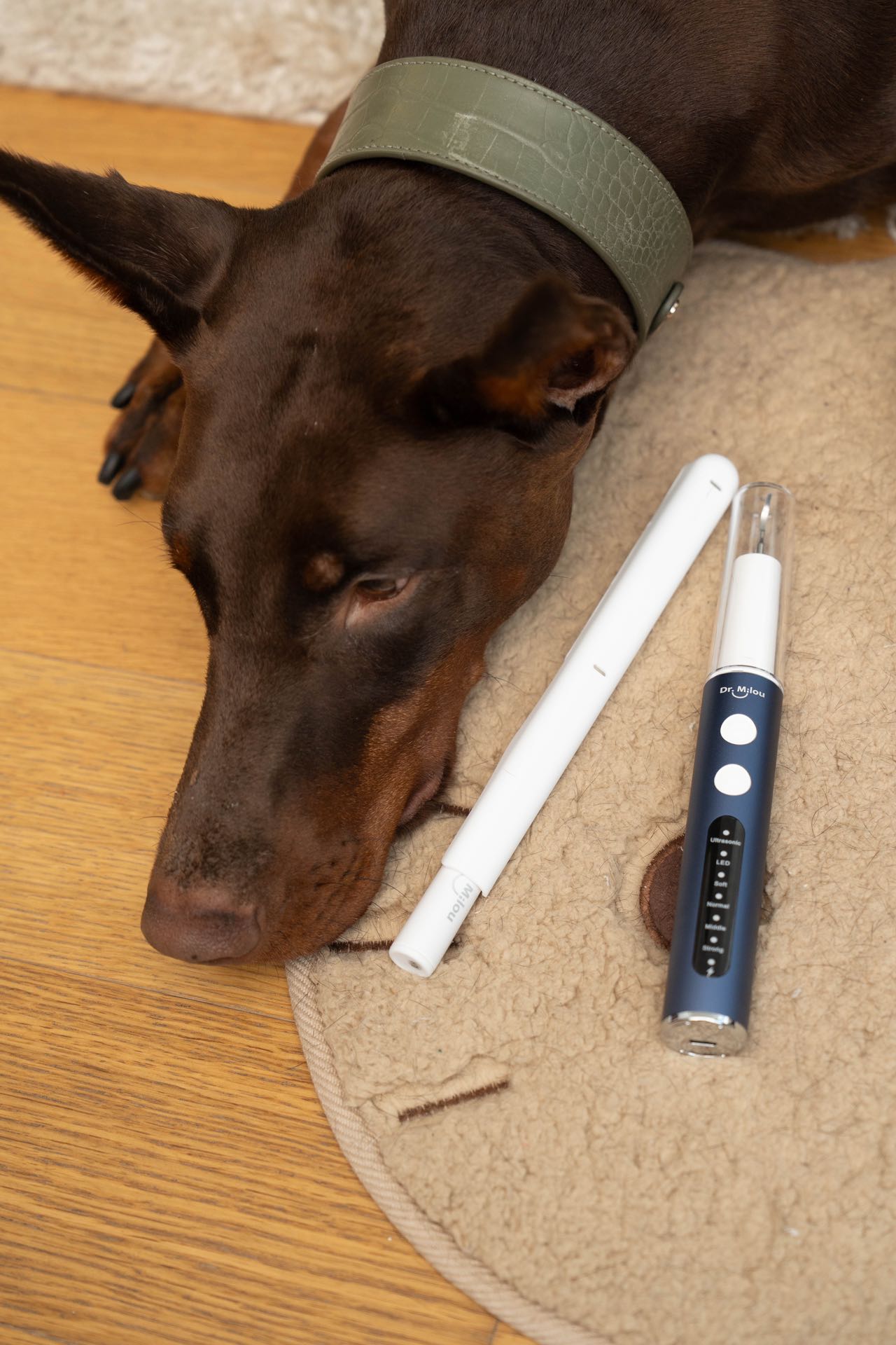 Dog lying on a rug next to two electronic devices on a wooden floor.