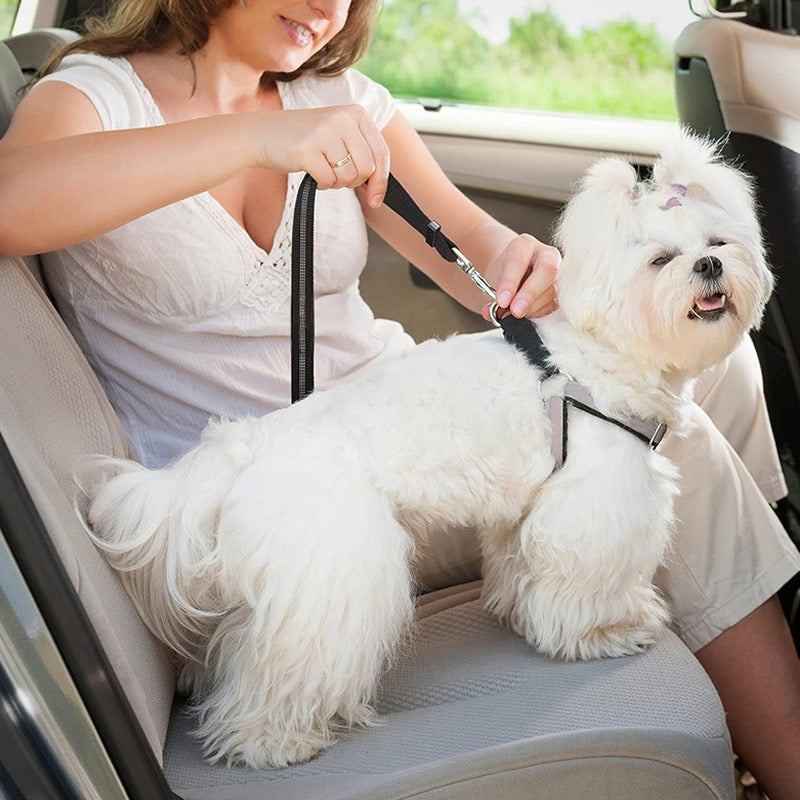 Woman sitting in a car with a small white dog on a leash