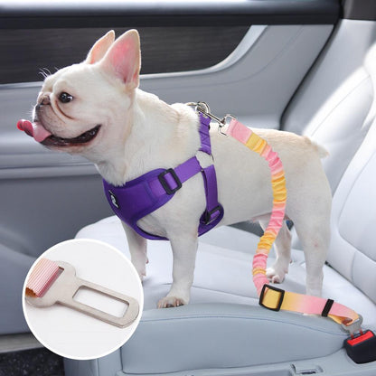 Dog wearing a purple harness with a colorful leash in a car.