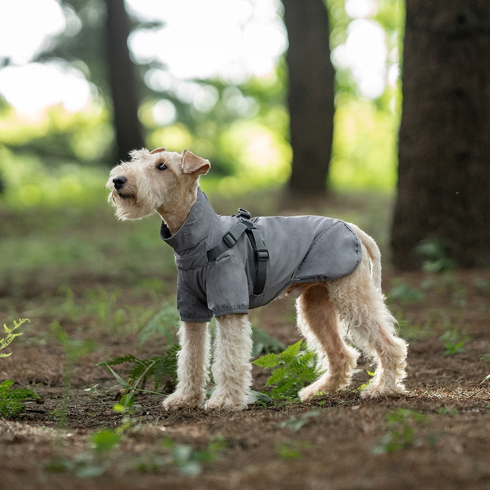 Dog wearing a gray coat standing in a forest
