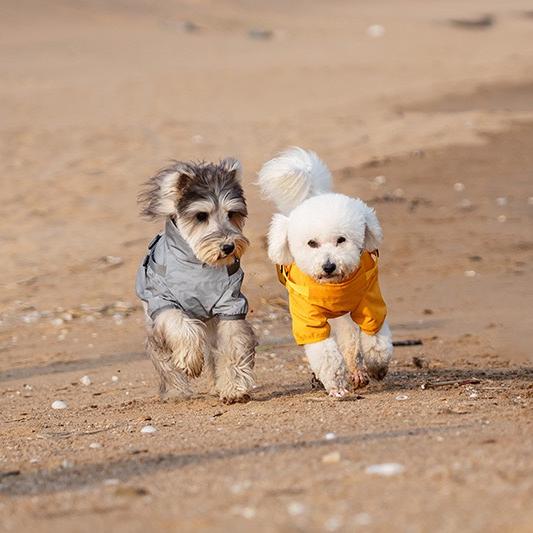 Two dogs, one gray and one white with a yellow coat, running on a sandy beach.