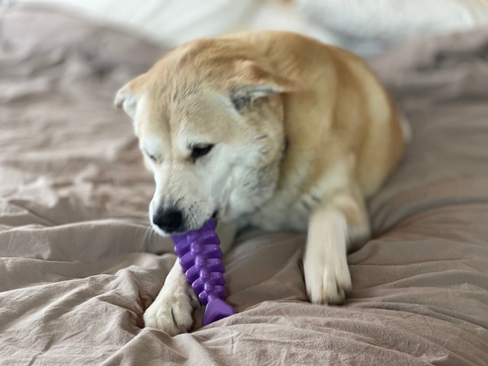 Dog chewing on a purple toy on a bed