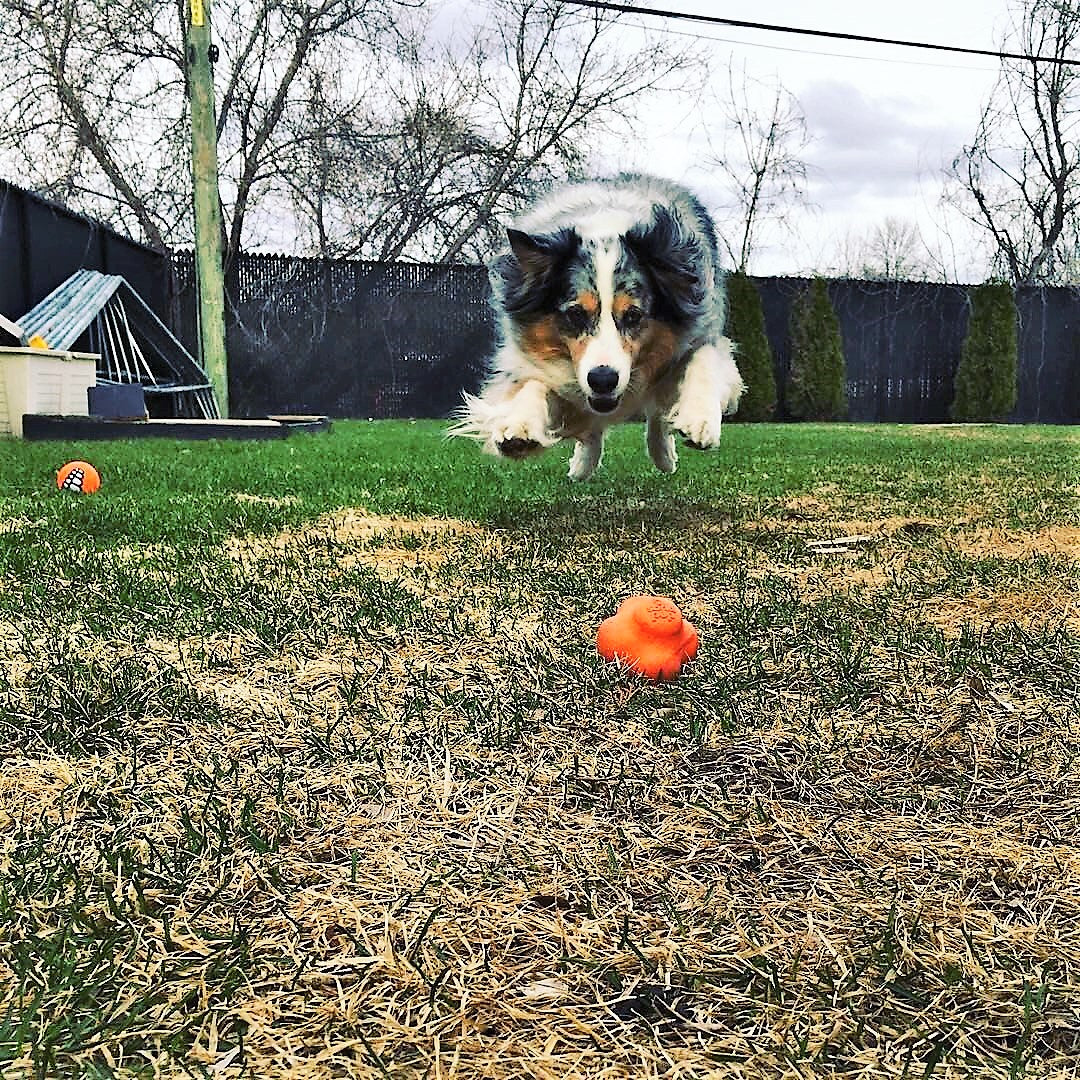 Dog running towards an orange ball on a grassy field with trees in the background