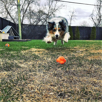 Dog running towards an orange ball on a grassy field with trees in the background