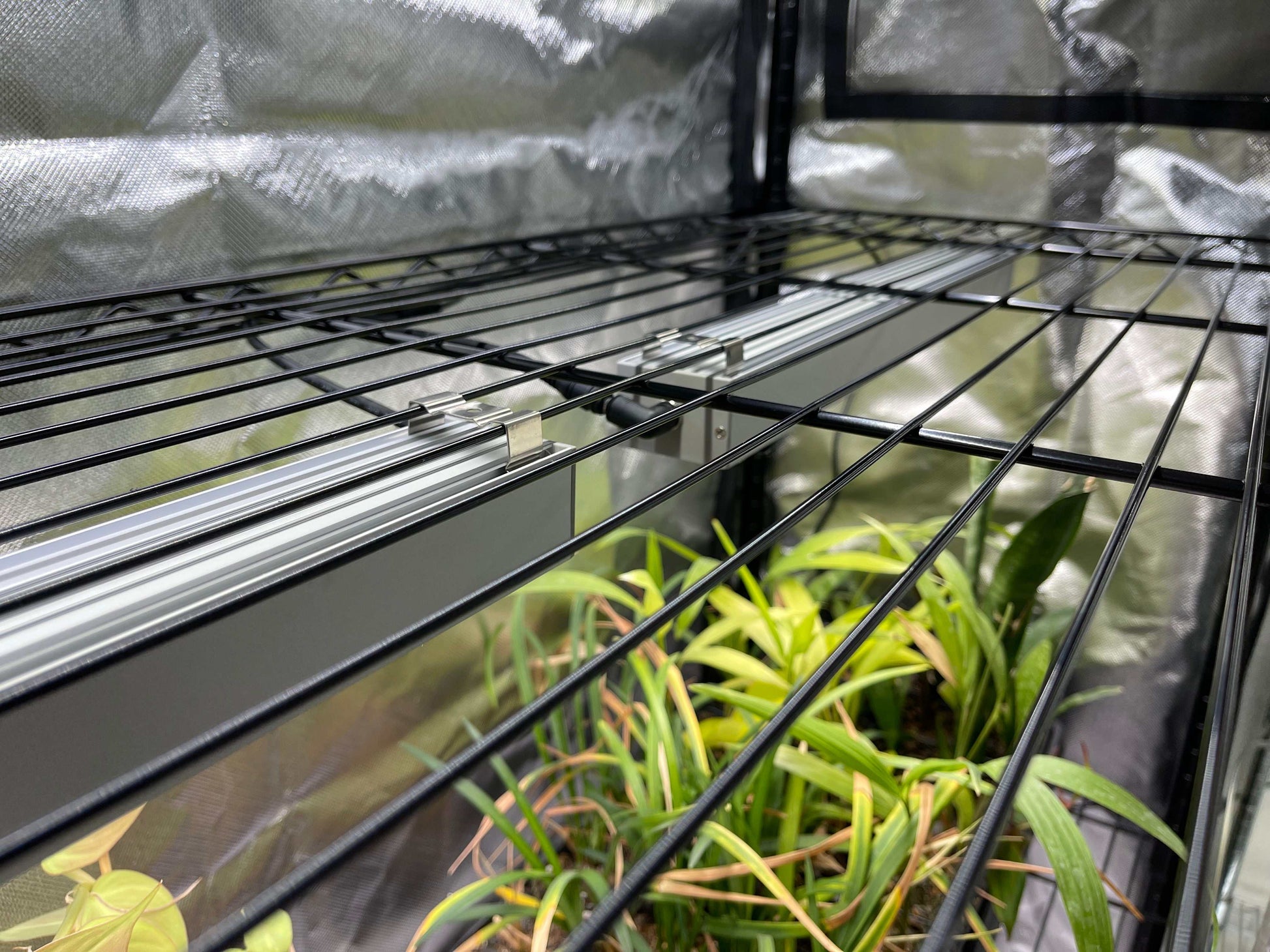 Plants growing in a greenhouse with metal shelves and reflective walls.