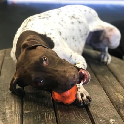 Dog playing with a red ball on a wooden surface
