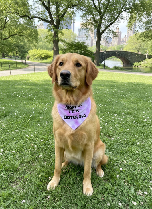 Golden retriever wearing a bandana in Central Park with a bridge and trees in the background.