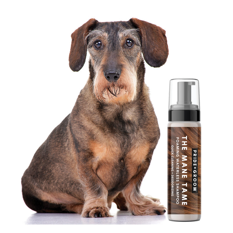 Dog with a bottle of 'The Mane Tame' shampoo on a white background