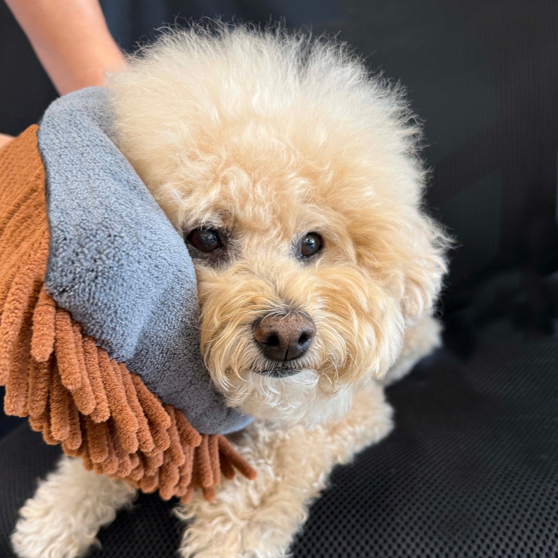 Small dog being dried with a towel by a person