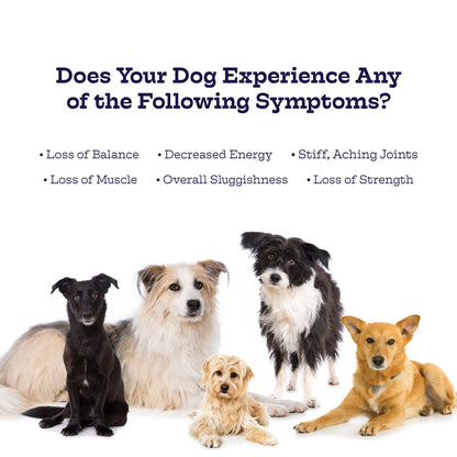 Five dogs of different breeds on a white background with text about dog symptoms.