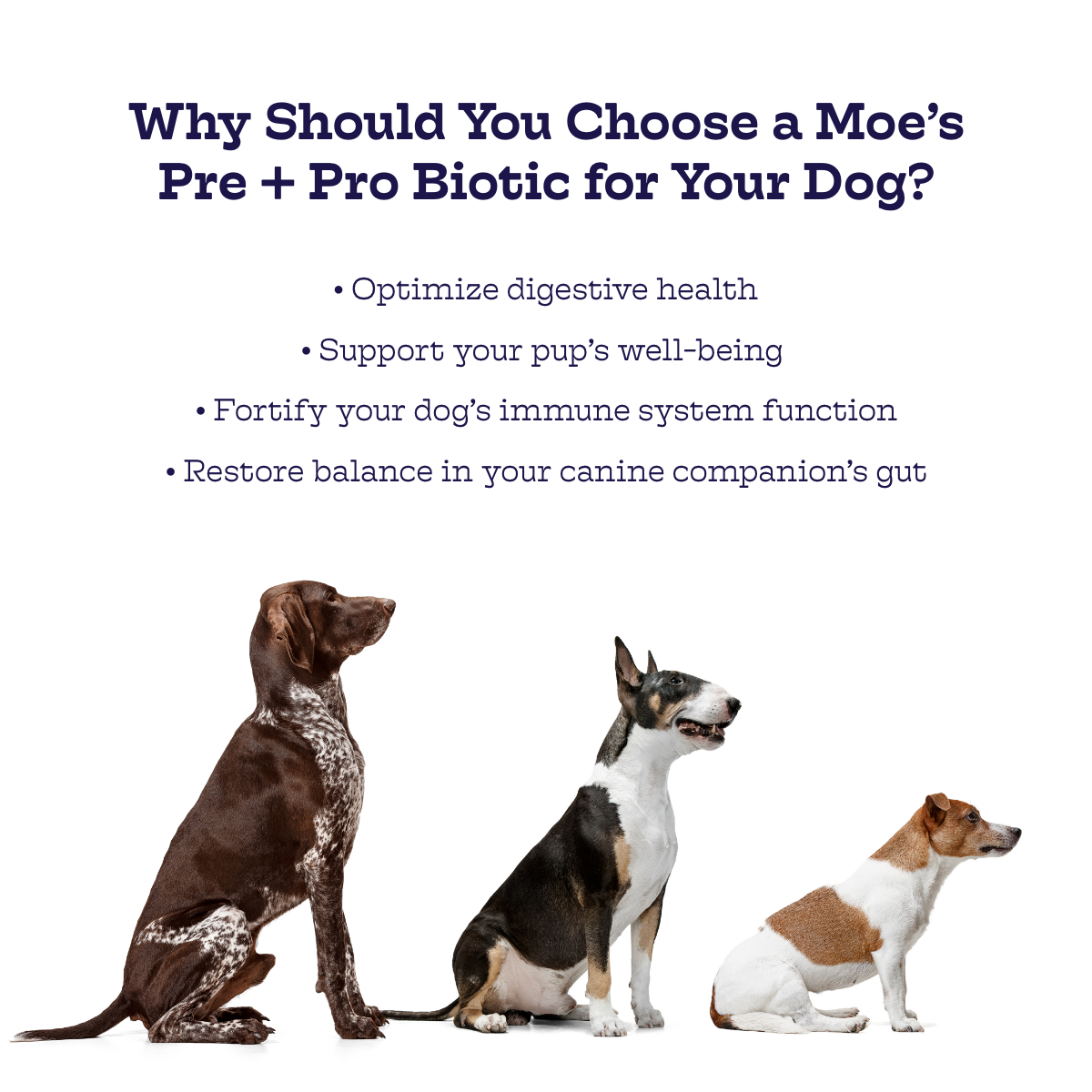 Probiotic Chews