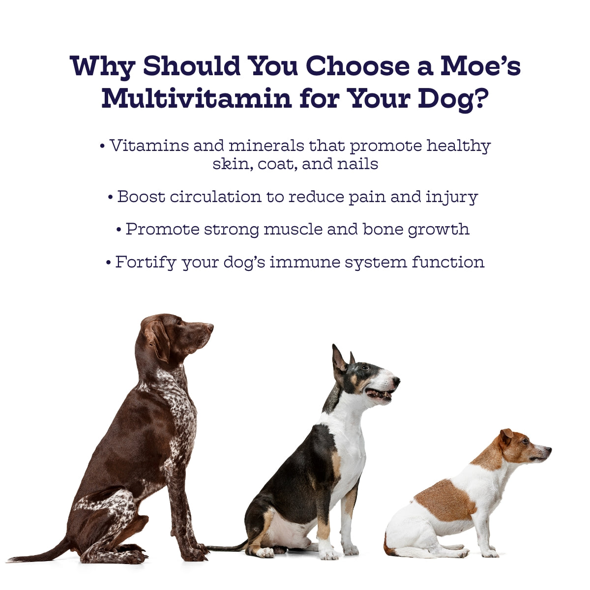 Three dogs with text about choosing a Moe's multivitamin for dogs.