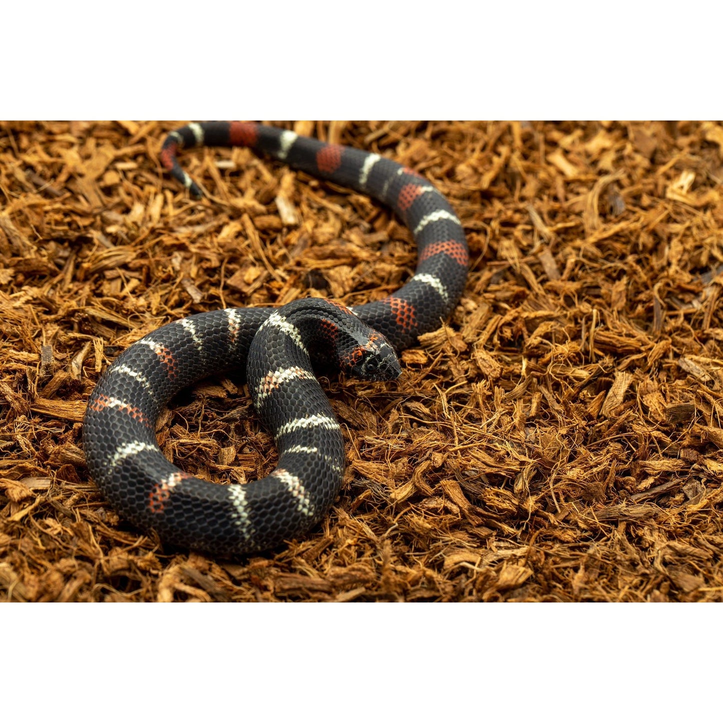 MicroChip – Ultra-Fine Coconut Chip Substrate 