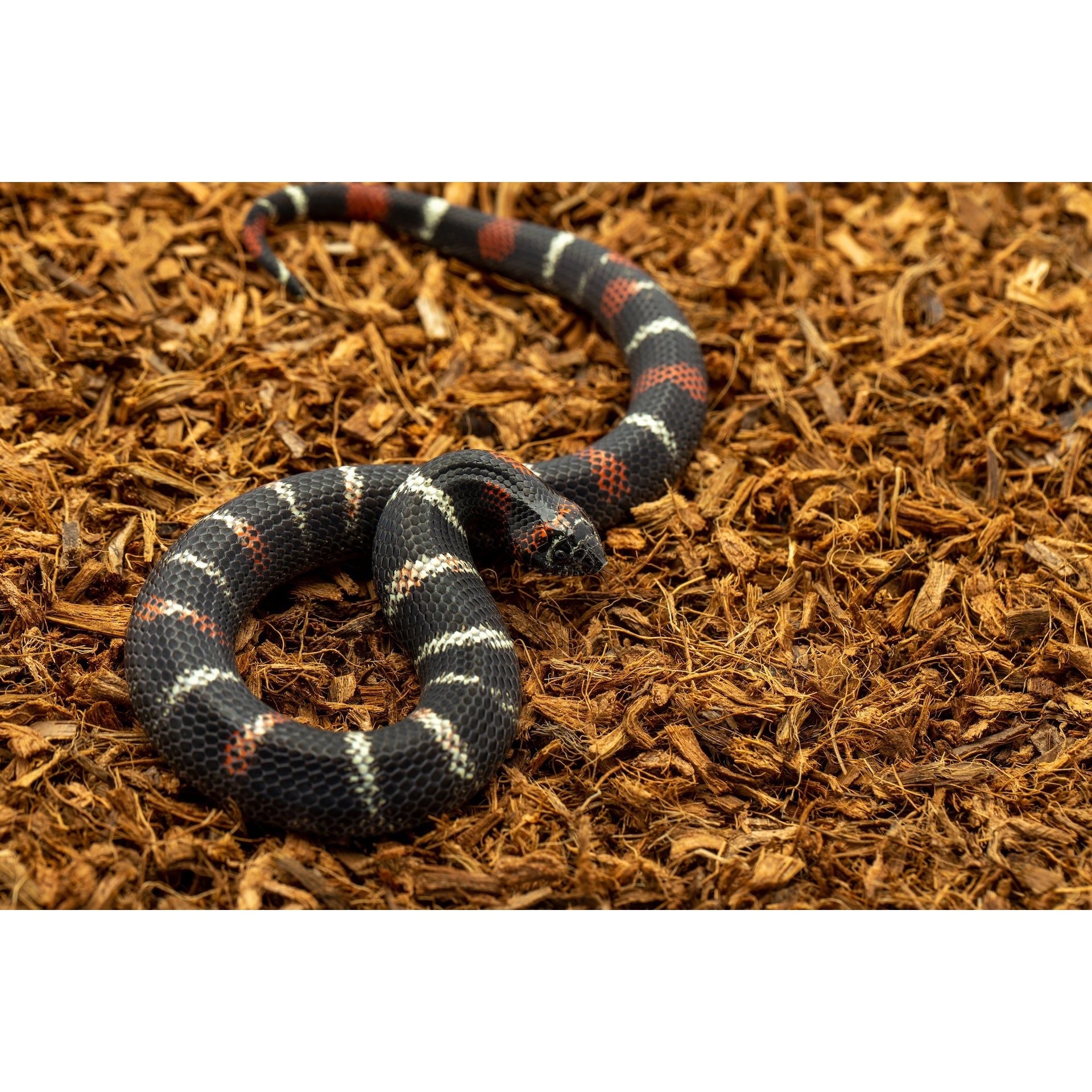 MicroChip – Ultra-Fine Coconut Chip Substrate 