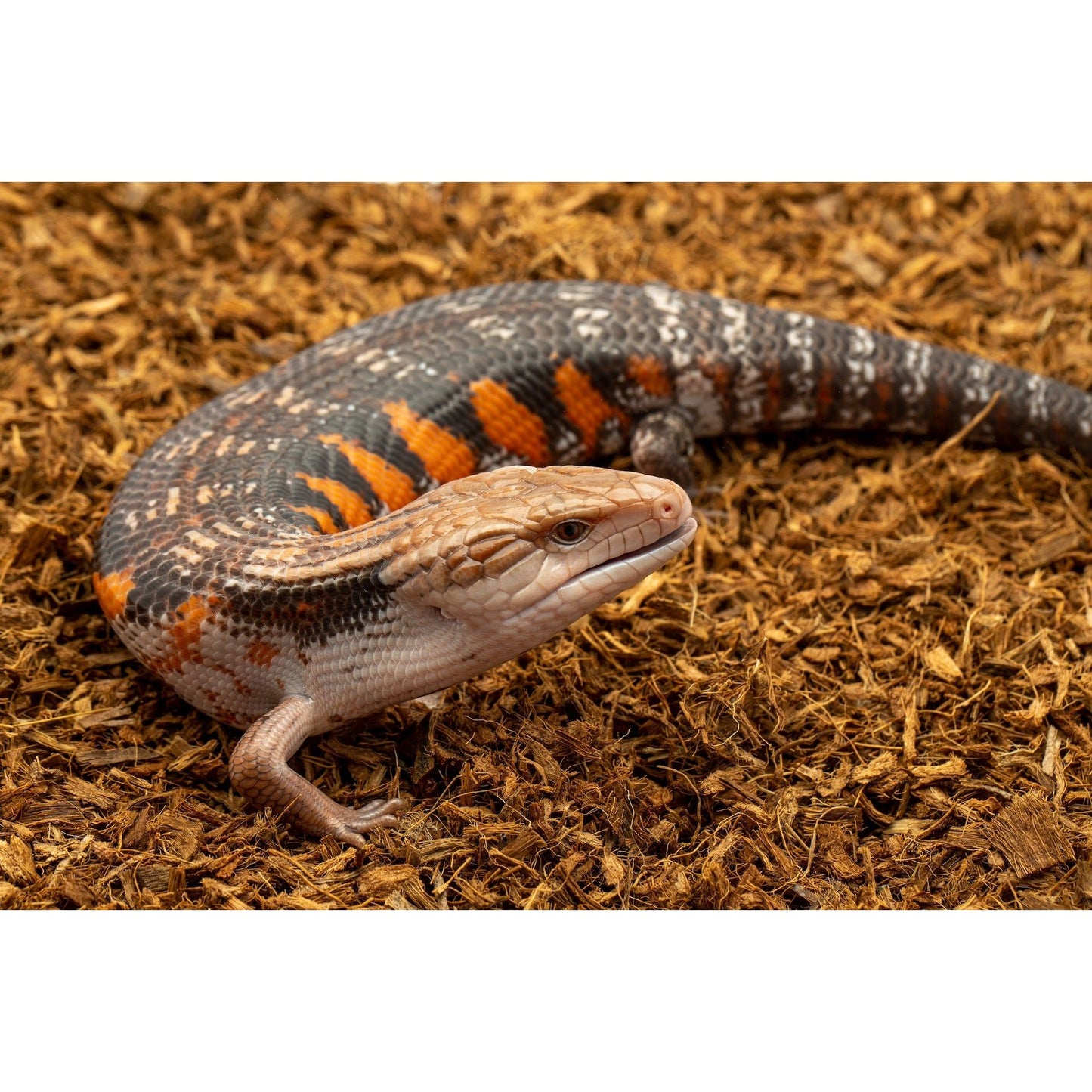 MicroChip – Ultra-Fine Coconut Chip Substrate 