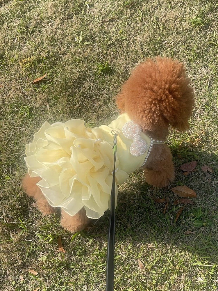 Brown dog with a large white flower on a grassy background