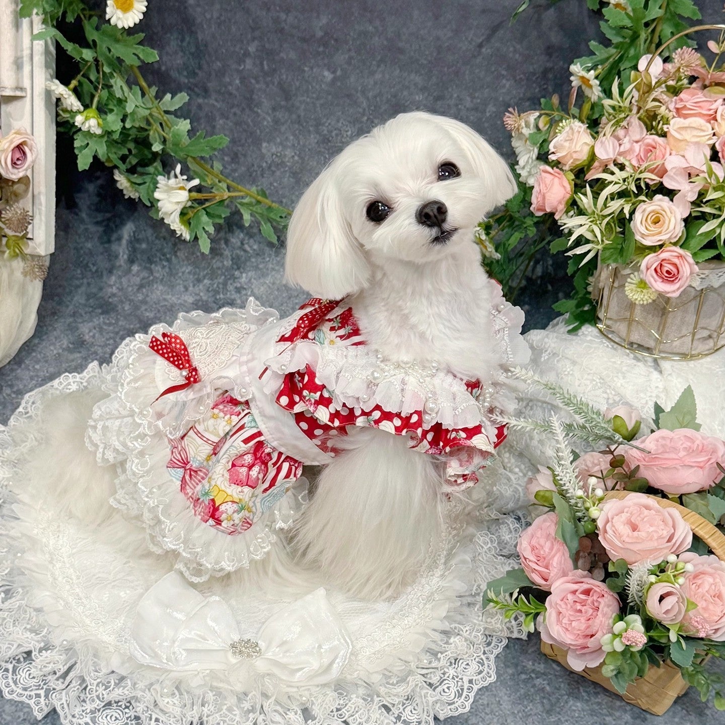 White dog in a red and white outfit surrounded by flowers and lace