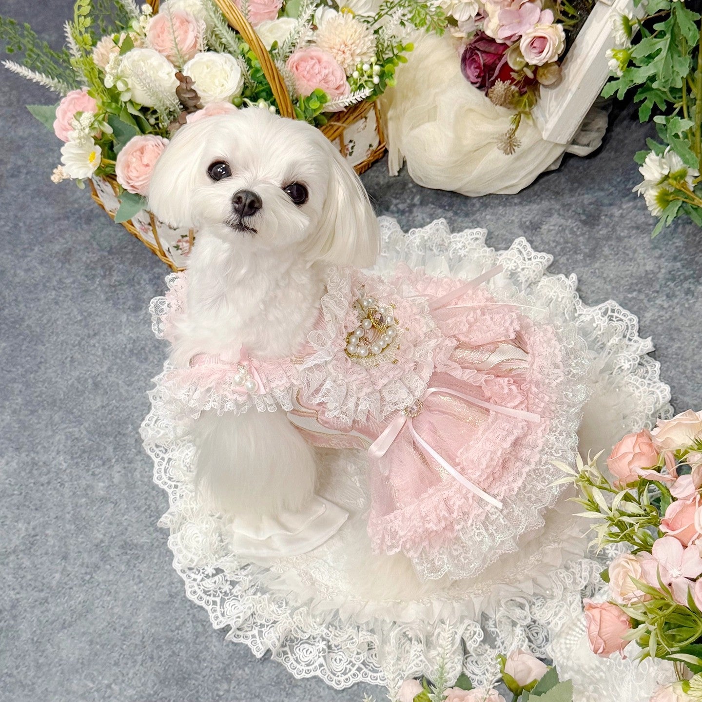 Small white dog in a pink and white lace dress surrounded by flowers on a gray background