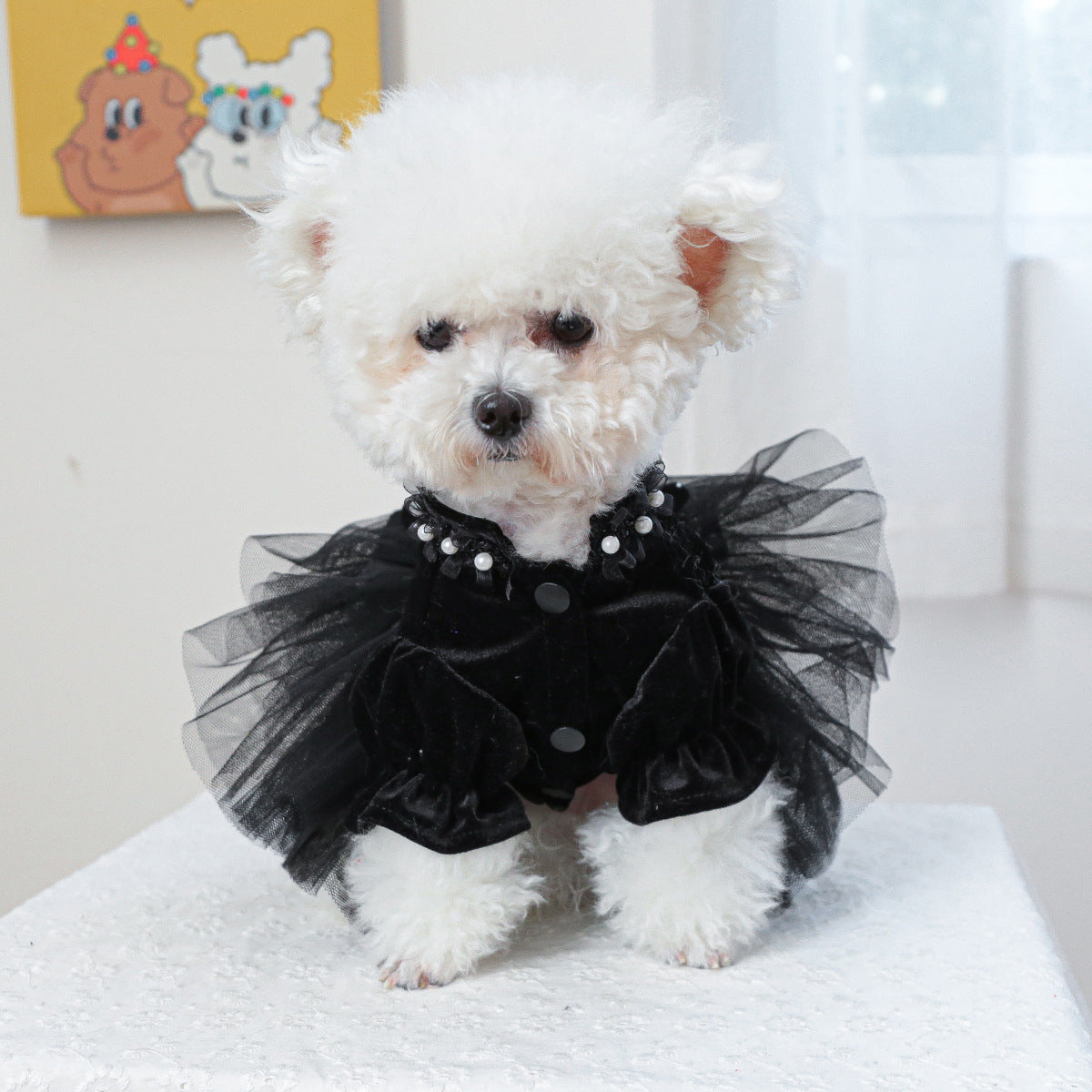 Small white dog wearing a black outfit with a tutu on a white surface.