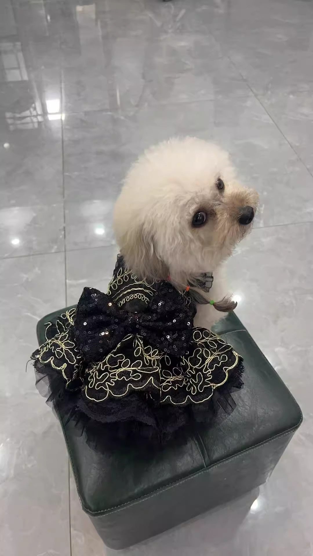 Small white dog wearing a black dress with gold details on a gray surface.