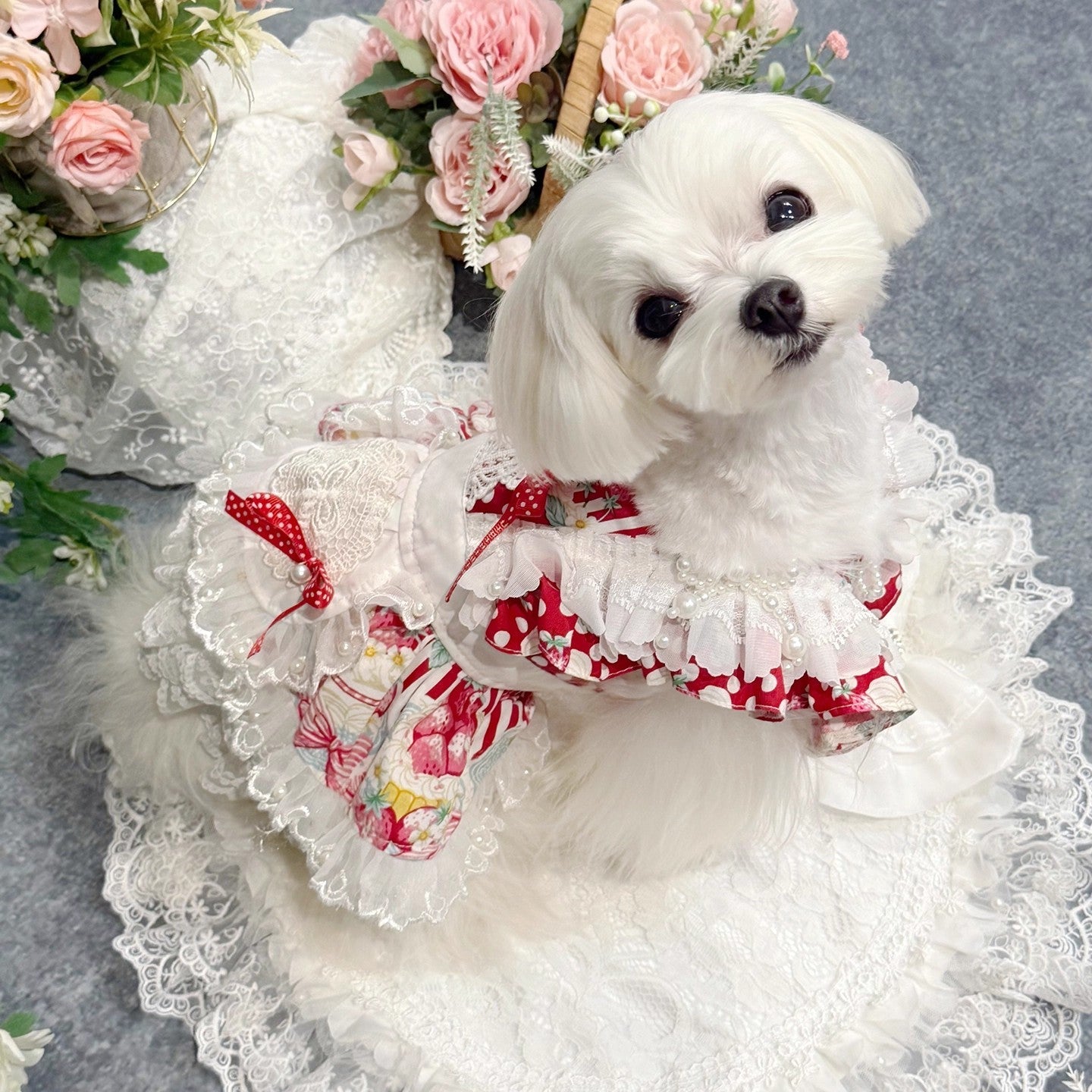 Small white dog wearing a red and white dress with floral patterns, surrounded by flowers.