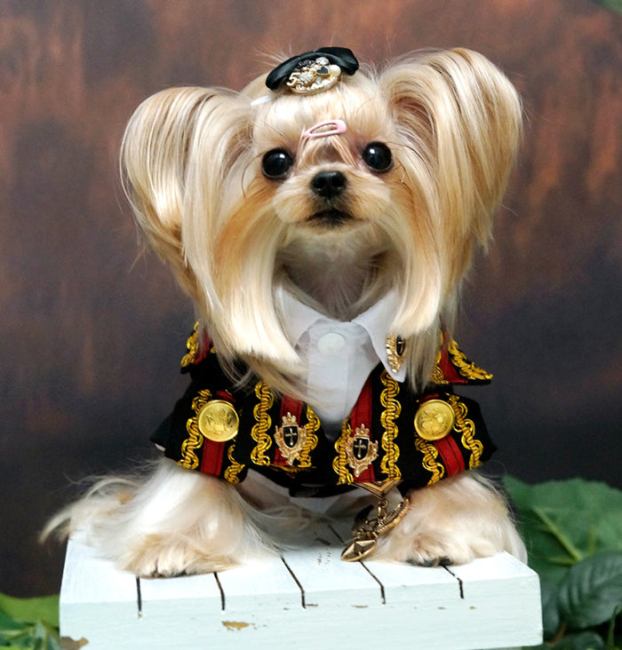 Small dog with styled hair wearing a formal outfit on a wooden box