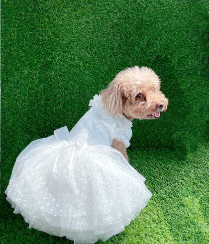 Small dog wearing a white polka dot dress on green grass
