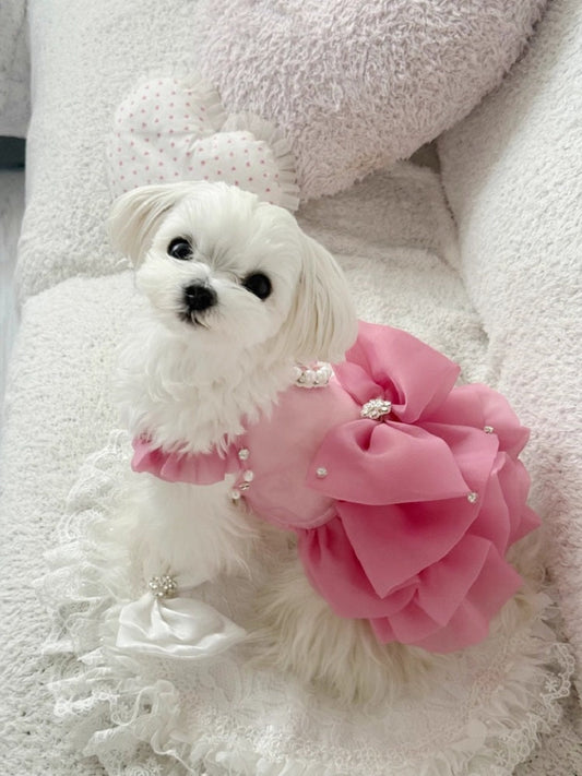 Small white dog wearing a pink floral dress with pearls on a soft, light-colored background