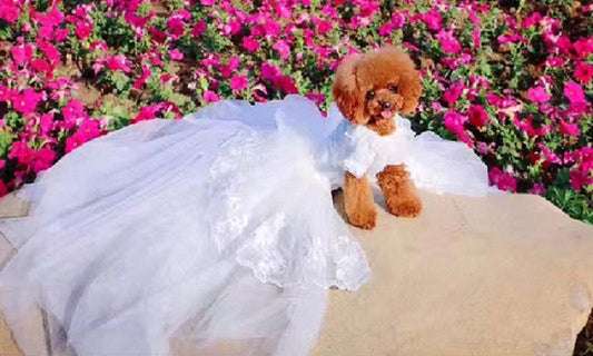 Small dog in a white dress standing on a bed with pink flowers in the background