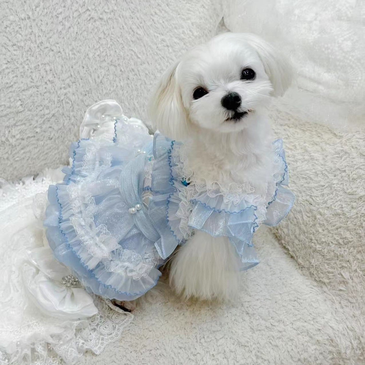 Small white dog wearing a light blue dress with ruffles on a white background