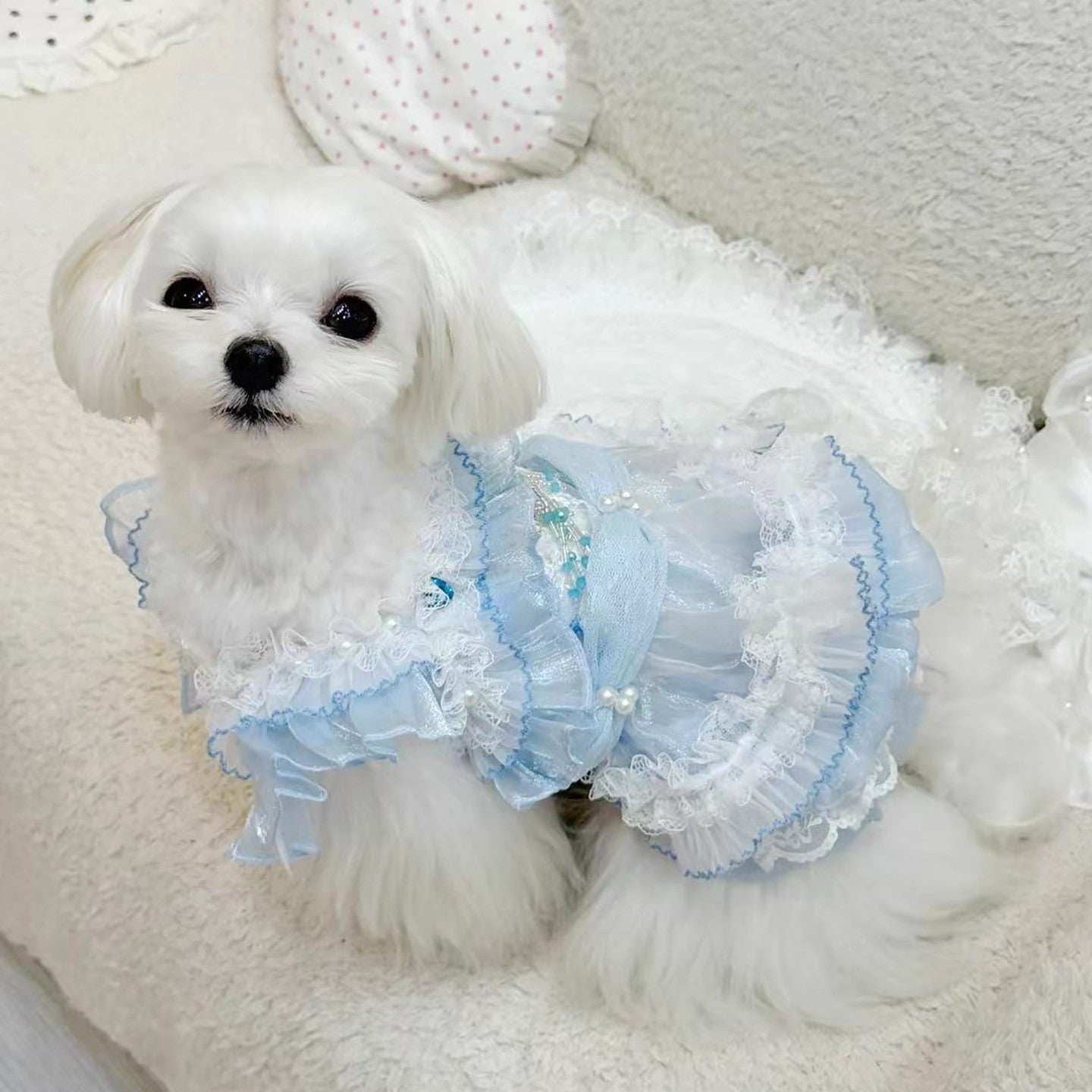 Small white dog wearing a light blue dress with ruffles on a white background