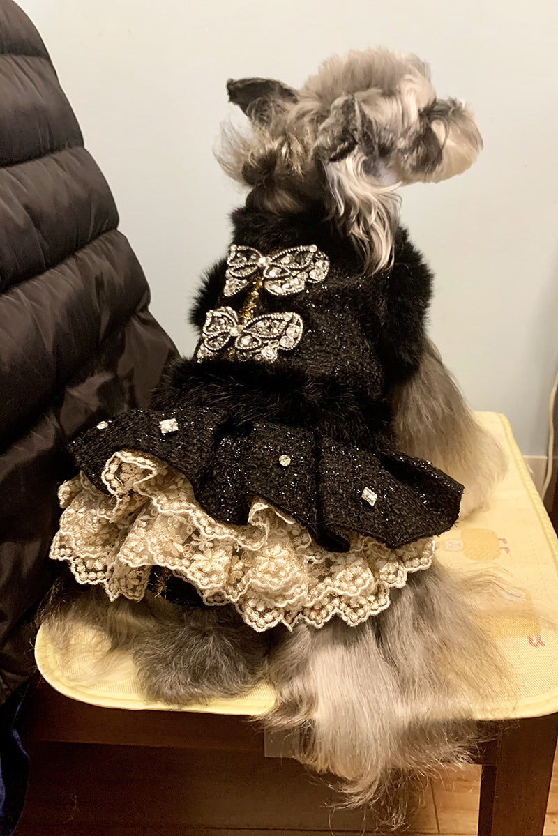 Dog wearing a black outfit with decorative elements on a chair.