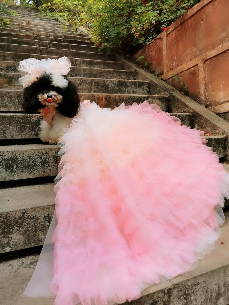 Dog in a fluffy pink dress sitting on stone steps outdoors