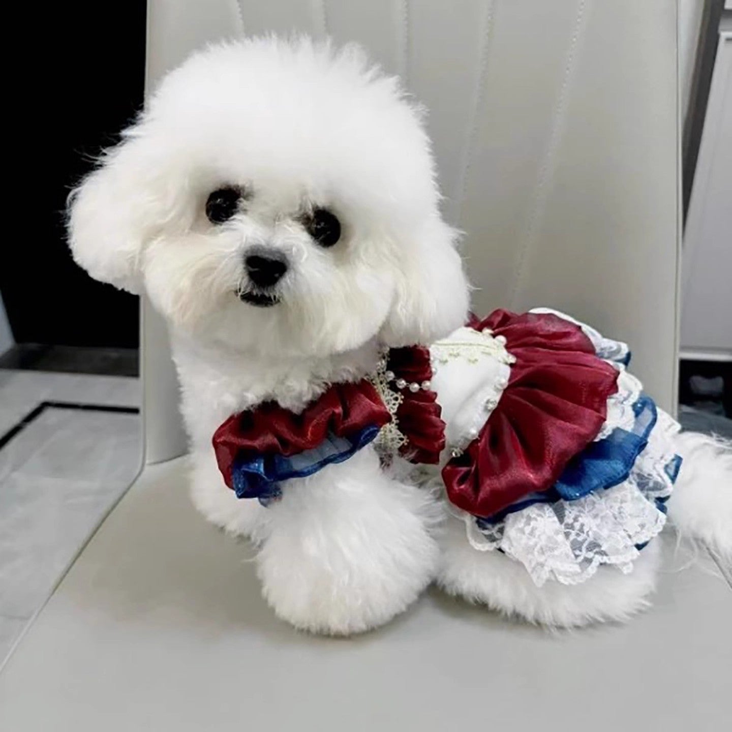 Small white dog wearing a red, white, and blue outfit on a light-colored floor.