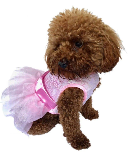 Small dog wearing a pink and white dress with a bow on a white background