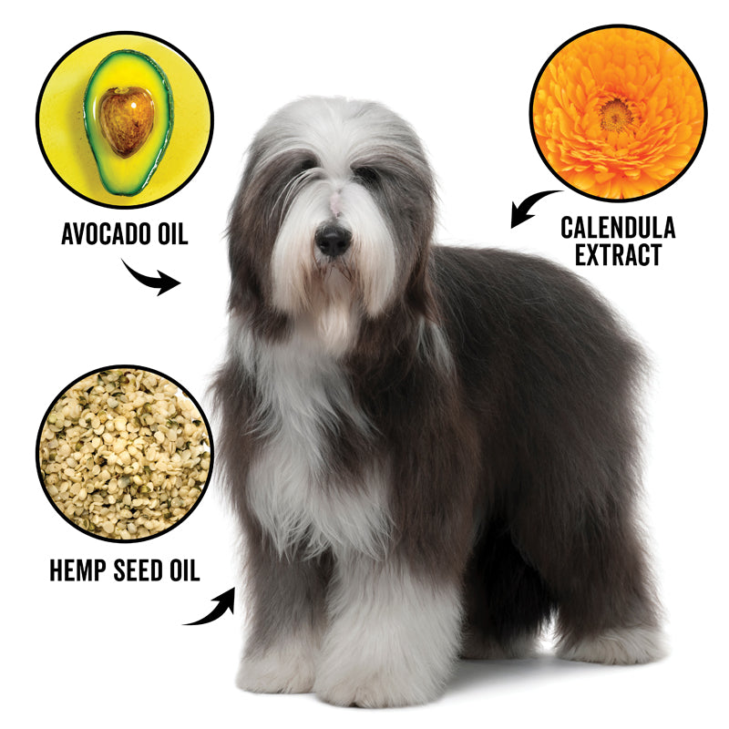 Dog with images of avocado oil, calendula extract, and hemp seed oil around it on a white background.