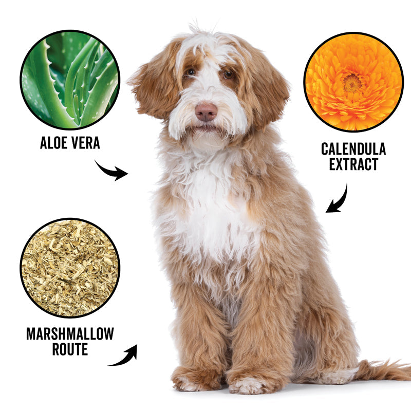 Dog with aloe vera, calendula extract, and marshmallow root labels on a white background
