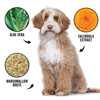 Dog with aloe vera, calendula extract, and marshmallow root labels on a white background