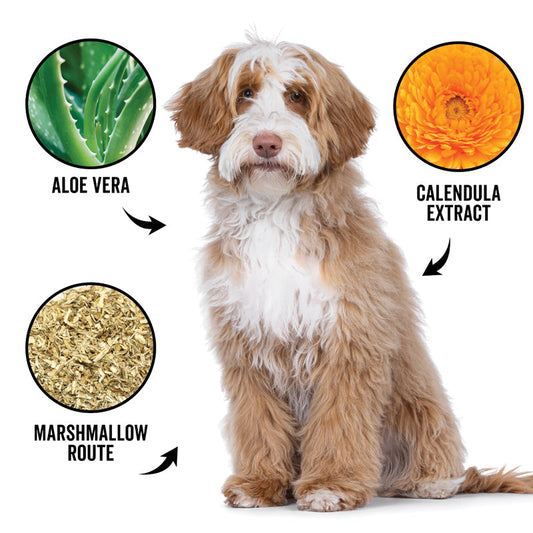 Dog with aloe vera, calendula extract, and marshmallow root labels on a white background