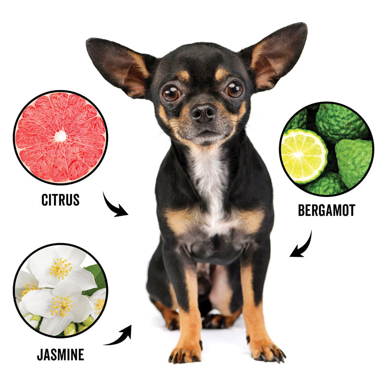 Small dog with citrus, bergamot, and jasmine scents displayed around it on a white background