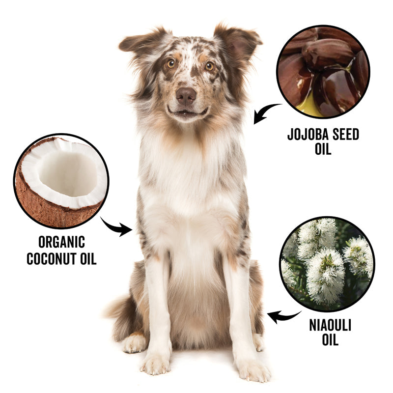 Dog with ingredients labeled as Jojoba Seed Oil, Organic Coconut Oil, and Niauli Oil on a white background