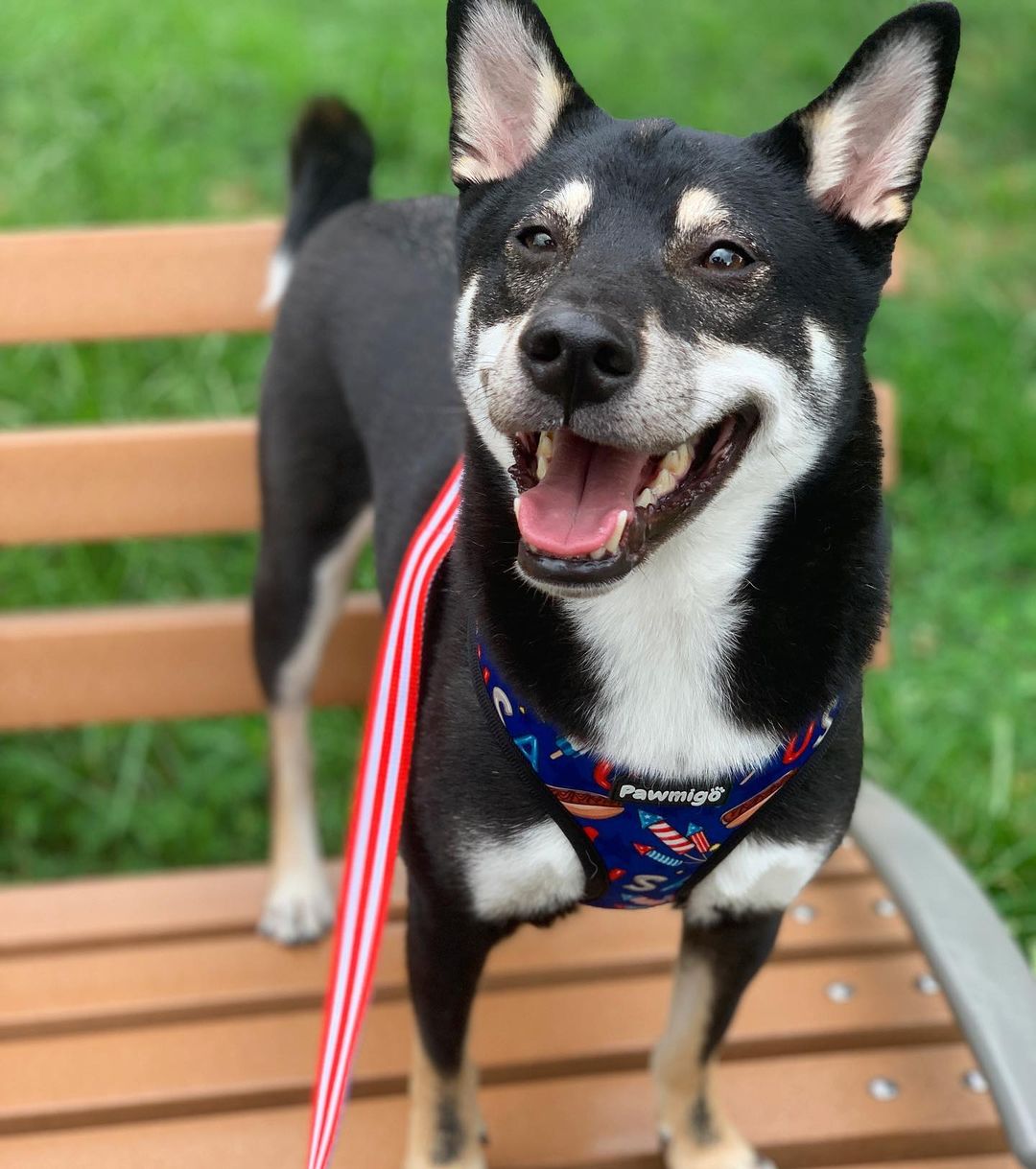 Red, White & Bark Leash Kit