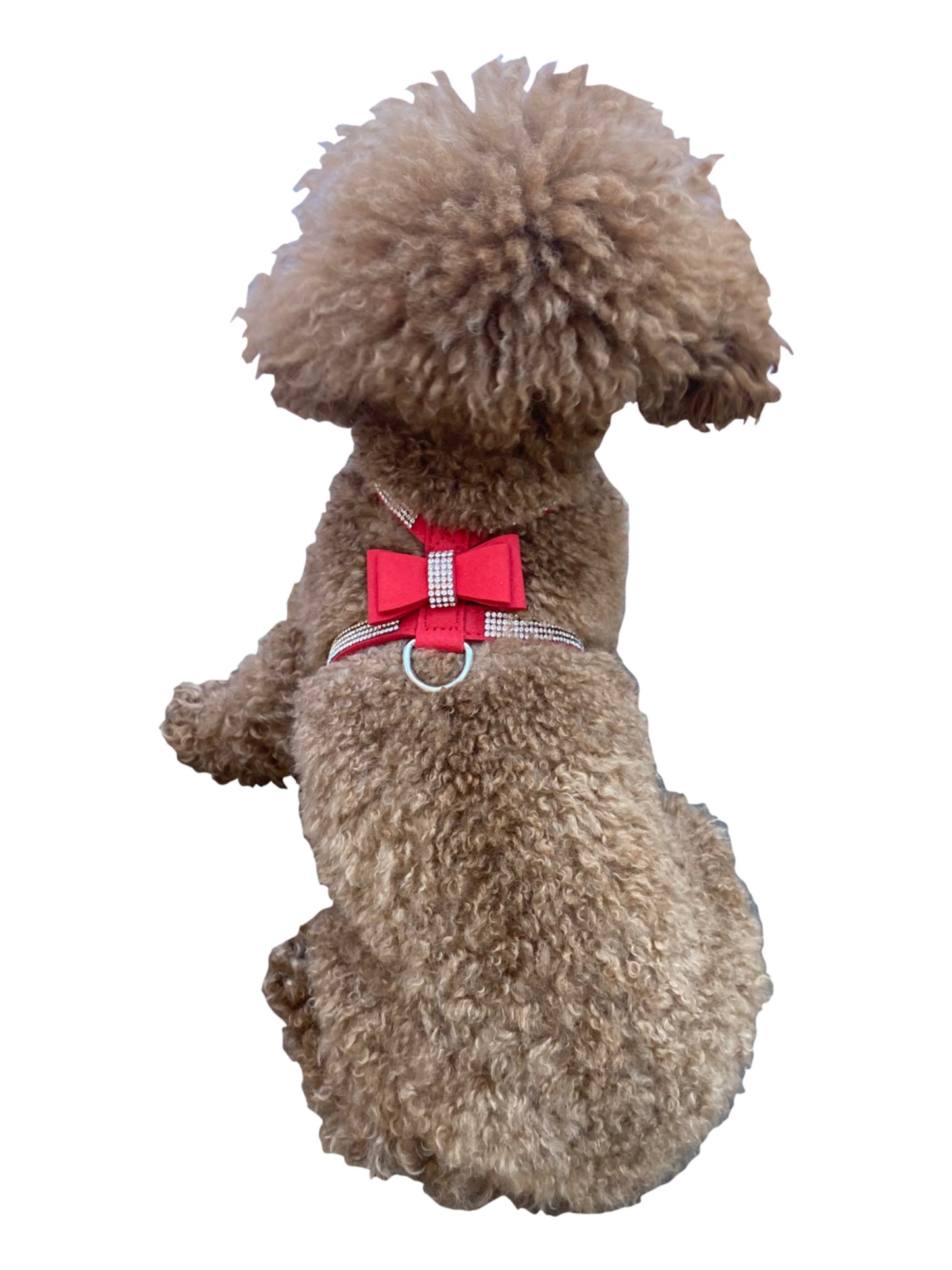 Small dog wearing a red harness with a checkered bow on a white background