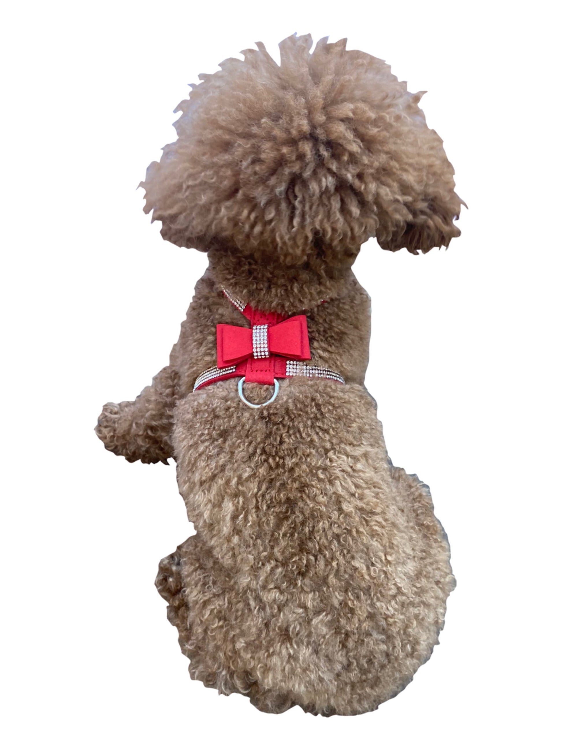 Small dog wearing a red harness with a checkered bow on a white background