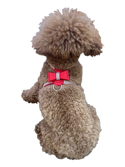 Small dog wearing a red harness with a checkered bow on a white background